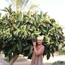  ,   Nata, 67 ,   ,   , c 