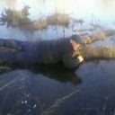 ���������� ���������, ���� ������� ������, 49 ���, ������������ ��� ������