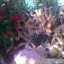  ,   , 50 ,   ,   , c 