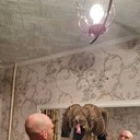 ���������� ������, ���� ������� Voland, 36 ���, ������������ ��� ����� � ���������, c�������� ���������