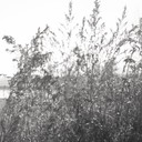 ���������� �����-���������, ���� ������� ����, 40 ���, ������������ ��� ������, ����� � ���������, c�������� ���������, ���������