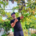 ���������� ������-��-����, ���� ������� ��������, 31 ���, ������������ ��� ������, ����� � ���������, c�������� ���������