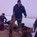 ���������� ������, ���� ������� Bika, 37 ���, ������������ ��� ������