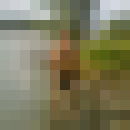  ,   Orxan, 37 ,   