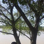 ���������� ����, ���� ������� Pirates_ss, 51 ���, ������������ ��� ����� � ���������, c�������� ���������