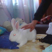 ,  nema, 38