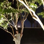 ���������� ���������, ���� ������� �����, 50 ���, ������������ ��� c�������� ���������