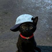 ���������� �������, ������