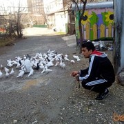 ���������� ������, ���� ������� KARO  VOLK, 32 ����, ������������ ��� ����� � ���������, c�������� ���������