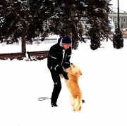 ���������� ������, ���� ������� ���������, 60 ���, ������������ ��� ������, ���������