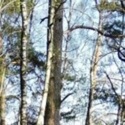 ���������� �����, ���� ������� �����, 45 ���, ������������ ��� ������, ����� � ���������