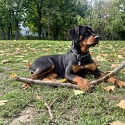 ���������� ���������, ���� ������� ������, 29 ���, ������������ ��� ������, ����� � ���������, c�������� ���������