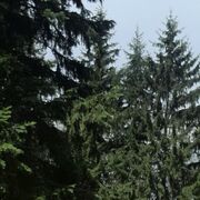 ���������� �������, ���� ������� ���, 46 ���, ������������ ��� ������, ����� � ���������, ���������