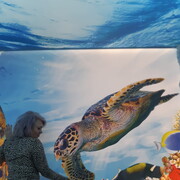 ���������� �����������, ���� ������� �����, 60 ���, ������������ ��� ������, ����� � ���������, c�������� ���������