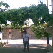 -,   Narek, 32 ,   ,   , c 