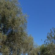 ���������� ������, ���� ������� ������, 54 ����, ������������ ��� ������, ����� � ���������, c�������� ���������, ���������