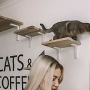  ,   , 29 ,   ,   , c 