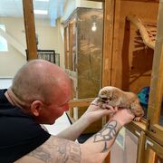 ���������� ����-���������, ���� ������� �������, 43 ����, ������������ ��� ������, ����� � ���������