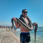 ���������� �������, ���� ������� ����, 38 ���, ������������ ��� ������, ����� � ���������, c�������� ���������