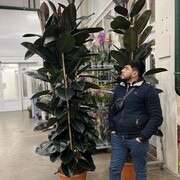 ���������� ������, ���� ������� Roma, 33 ����, ������������ ��� ������, ����� � ���������