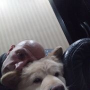 ���������� �������, ���� ������� Za, 48 ���, ������������ ��� ������, ����� � ���������, c�������� ���������, ���������