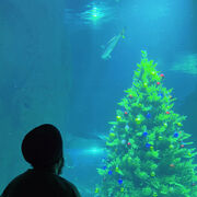 ���������� ������, ���� ������� ���, 30 ���, ������������ ��� ������, ����� � ���������, c�������� ���������