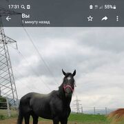 ���������� ����������, ���� ������� ������, 37 ���, ������������ ��� ������, ���������