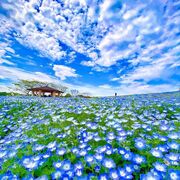 ���������� ������-��-����, ���� ������� ��������, 37 ���, ������������ ��� ������, ����� � ���������