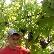 ���������� ���������, ���� ������� ���������, 50 ���, ������������ ��� ����� � ���������, c�������� ���������