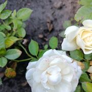 ���������� ���������, ���