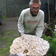 ������ ��������