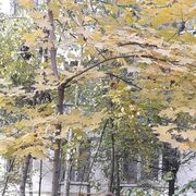  Srebrna Gora,  , 52