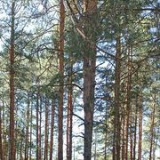 ���������� ������, ���� ������� Ckret, 26 ���, ������������ ��� ������, ����� � ���������