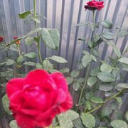  ,   , 50 ,   c 