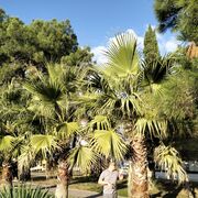 ���������� ������������, ���� ������� ������, 38 ���, ������������ ��� ������, ����� � ���������