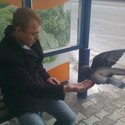 ���������� ����� �������, ���� ������� �������, 38 ���, ������������ ��� ������, ����� � ���������, c�������� ���������