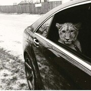 ���������� �����������, ���� ������� Timur, 37 ���, ������������ ��� ����� � ���������, c�������� ���������