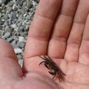 ���������� ����������, ���� ������� ����, 40 ���, ������������ ��� ������, ����� � ���������, c�������� ���������