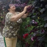 ���������� �����������, ���� ������� ���������, 60 ���, ������������ ��� ����� � ���������, ���������