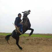 ���������� ������, ���� ������� �����, 39 ���, ������������ ��� ������, ����� � ���������, ���������