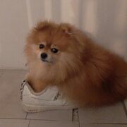 ���������� ���������, ���� ������� Qwerty, 35 ���, ������������ ��� ����� � ���������, c�������� ���������