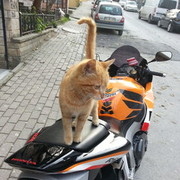  ,   Ahmet, 37 ,   ,   , c 