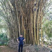 ���������� �����������, ���� ������� �������, 36 ���, ������������ ��� ������, ����� � ���������, c�������� ���������, ���������