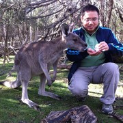 Kangaroo