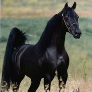 ���������� �������, ���� ������� �������, 32 ����, ������������ 