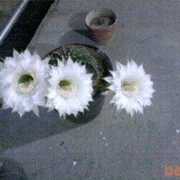  ,   , 59 ,   ,   , c , 