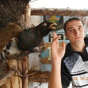 ���������� �����, ���� ������� ���������, 36 ���, ������������ ��� ������, ����� � ���������, c�������� ���������