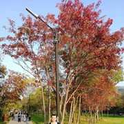 -,   , 39 ,   ,   , c 