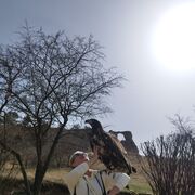 ���������� �����������, ���� ������� �����, 50 ���, ������������ ��� c�������� ���������, ���������