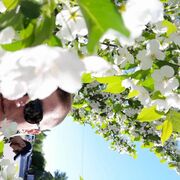 ���������� �����, ���� ������� ��������, 36 ���, ������������ ��� ������, ���������